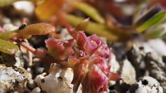 Calyptridium arizonicum