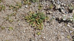 Calyptridium arizonicum