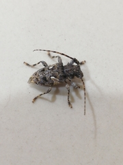 Aegomorphus circumflexus