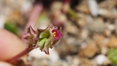 Calyptridium arizonicum