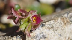 Calyptridium arizonicum