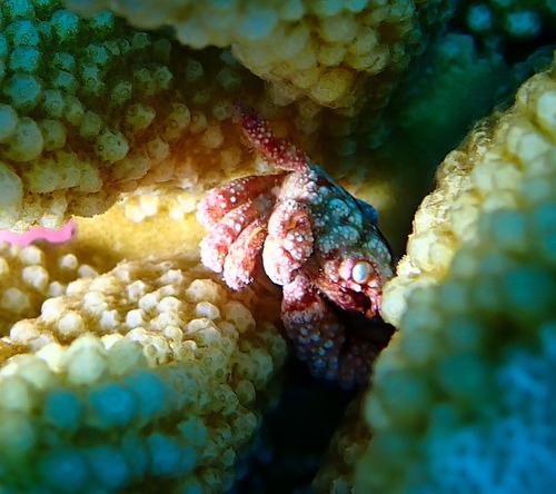 Cymo quadrilobatus