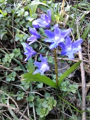Scilla sardensis