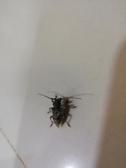 Aegomorphus circumflexus
