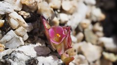 Calyptridium arizonicum