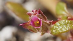 Calyptridium arizonicum