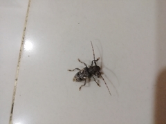 Aegomorphus circumflexus