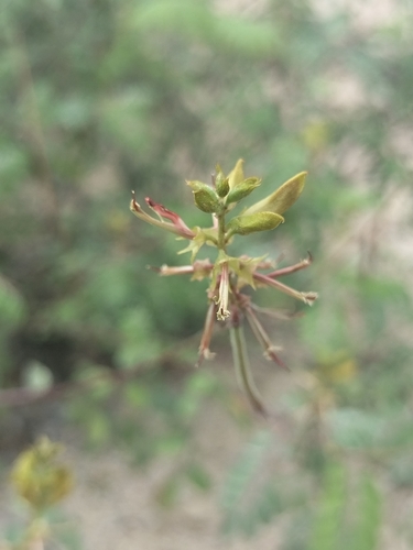 Image of Indigofera fruticosa by no rights reserved