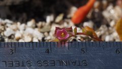 Calyptridium arizonicum