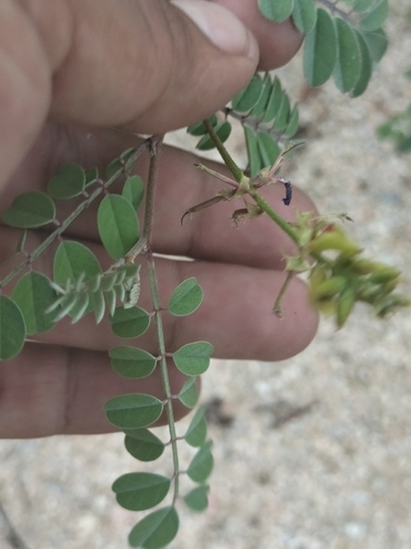 Image of Indigofera fruticosa by no rights reserved