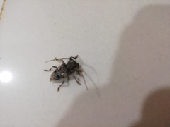 Aegomorphus circumflexus