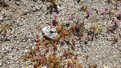 Calyptridium arizonicum