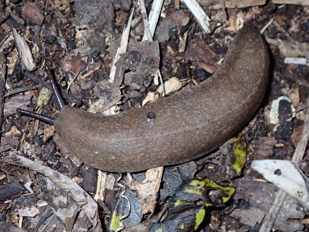 Leidyula sloanii