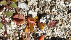 Calyptridium arizonicum