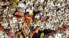 Calyptridium arizonicum