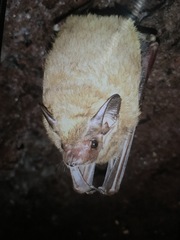 Yangochiroptera