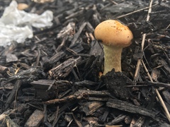 Leratiomyces percevalii