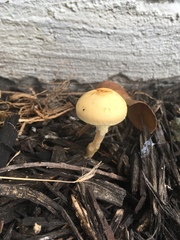 Leratiomyces percevalii