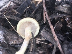 Leratiomyces percevalii