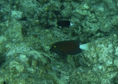 Pycnochromis margaritifer