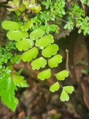 Adiantum philippense image