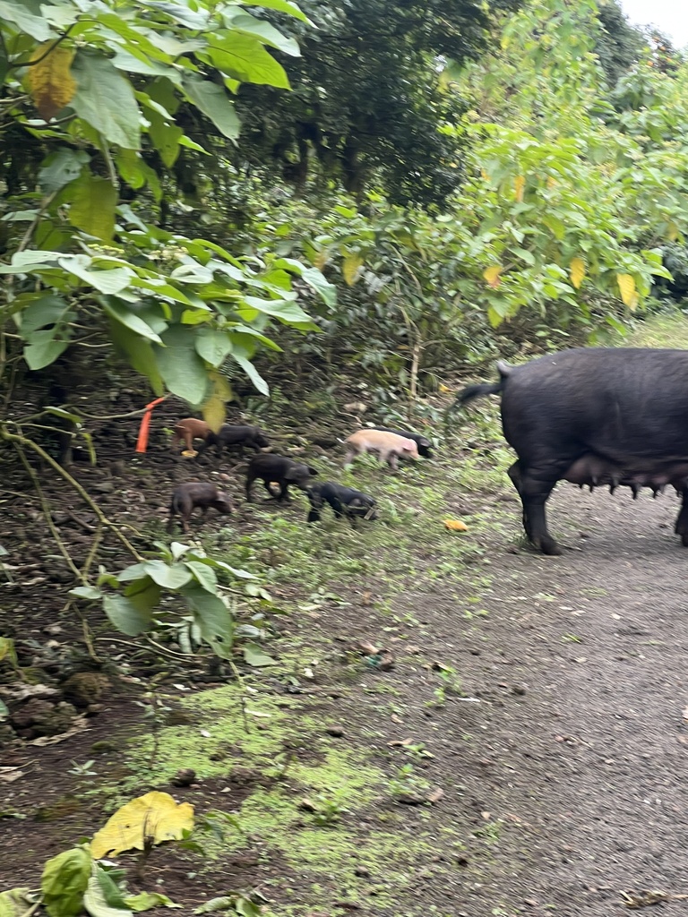 Domestic Pig from Parque Nacional Galápagos, Floreana, Galapagos, EC on ...