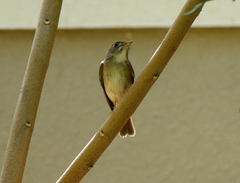 Muscicapa muttui
