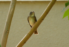Muscicapa muttui