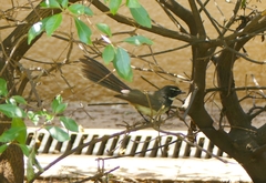 Rhipidura albogularis