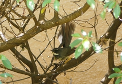 Rhipidura albogularis