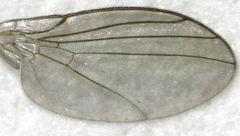 Phytoliriomyza jacarandae