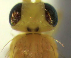 Phytoliriomyza jacarandae