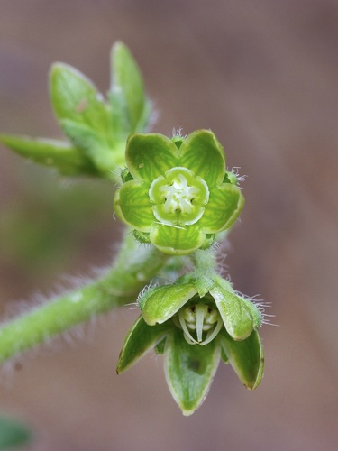 Image of Matelea brevicoronata by (c) Michelle W. （鍾偉瑋）, some rights reserved (CC BY)