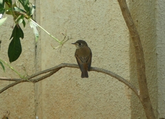 Muscicapa muttui