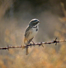 Artemisiospiza belli