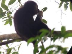 Hylobates lar