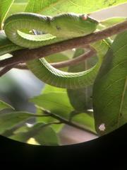 Trimeresurus vogeli