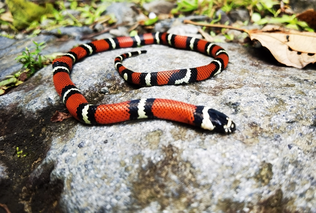 south-american-milksnake-from-25sur-y-300oeste-del-caribbean-sport-bar