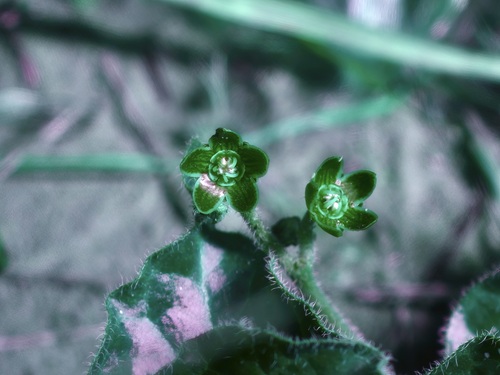 Image of Matelea brevicoronata by (c) Michelle W. （鍾偉瑋）, some rights reserved (CC BY)