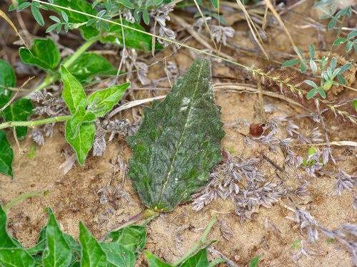 Image of Matelea brevicoronata by (c) Michelle W. （鍾偉瑋）, some rights reserved (CC BY)