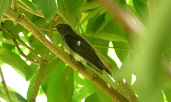 Cacomantis passerinus