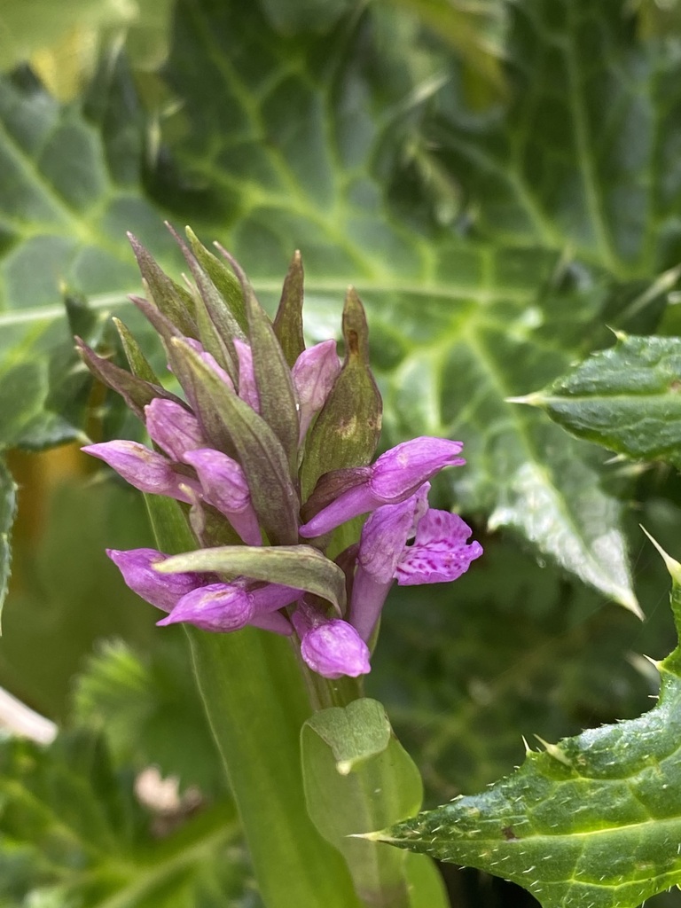 Dactylorhiza hatagirea from Ghandruk 33700, Nepal on June 4, 2023 at 02 ...