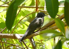 Cacomantis passerinus