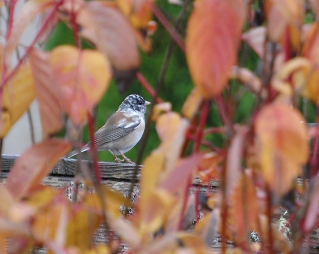 Dark-eyed Junco in November 2023 by leucisticjunco. Leucistic dark-eyed ...