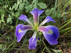 Iris brevicaulis