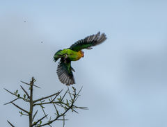 Fischer's Lovebird photo 4