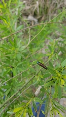 Trirhabda bacharidis