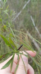 Trirhabda bacharidis