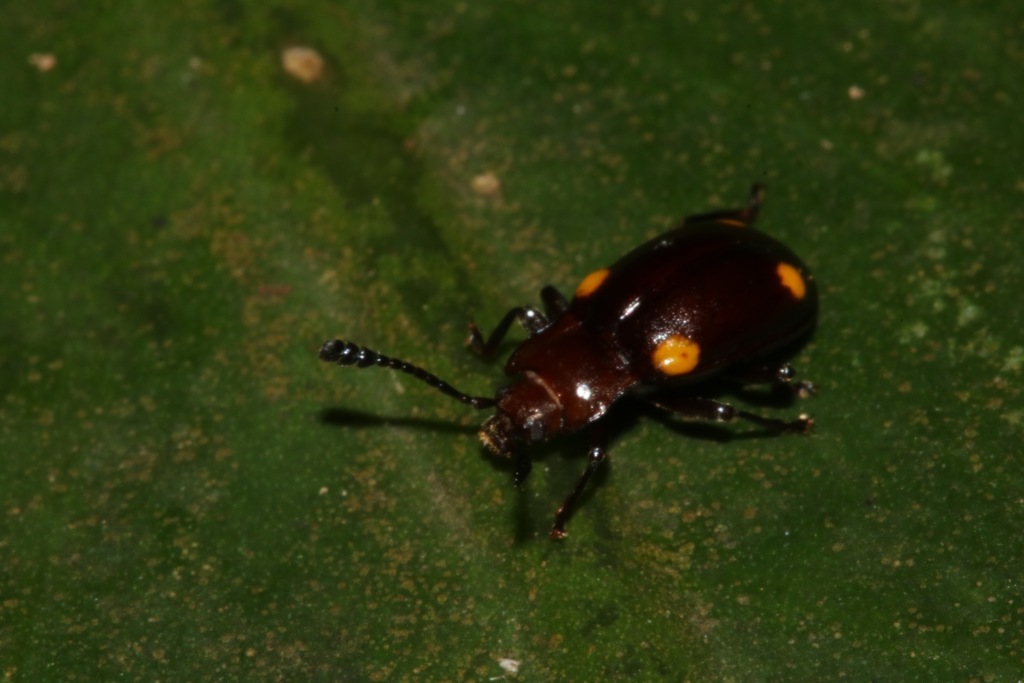Sinocymbachus humerosus