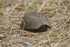 Kinosternon subrubrum subrubrum